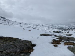 Read more about the article Day 27 – Lavlandet, ikke gøy med pulk (Low elevation, not fun with a sled)