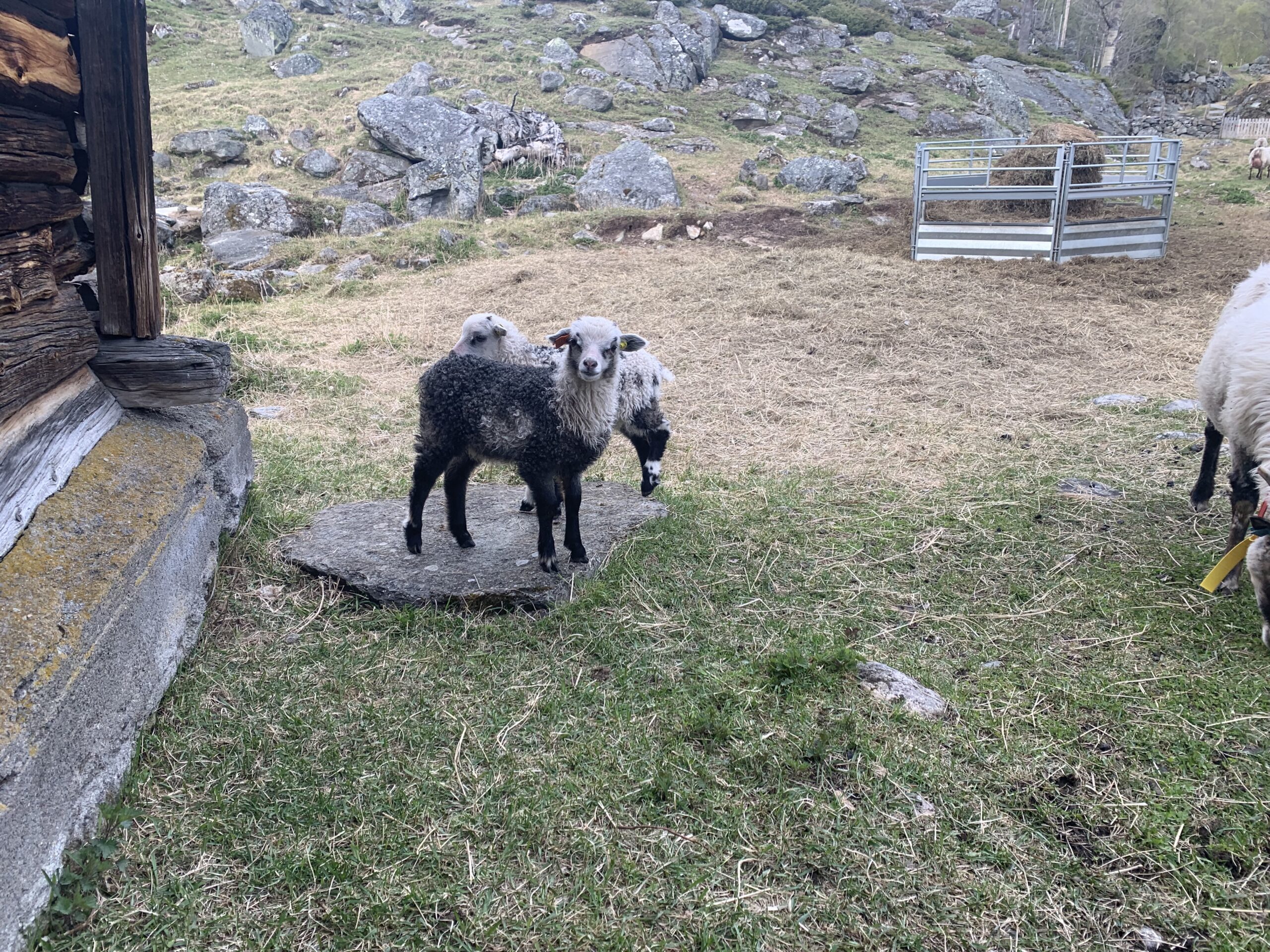 You are currently viewing Day 53 – En klump med smør og geitost (A stick of butter and goat cheese)