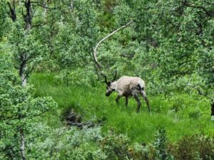 Read more about the article Day 84 – Villrein, regnbue og regn (Wild raindeer, rainbow and rain)