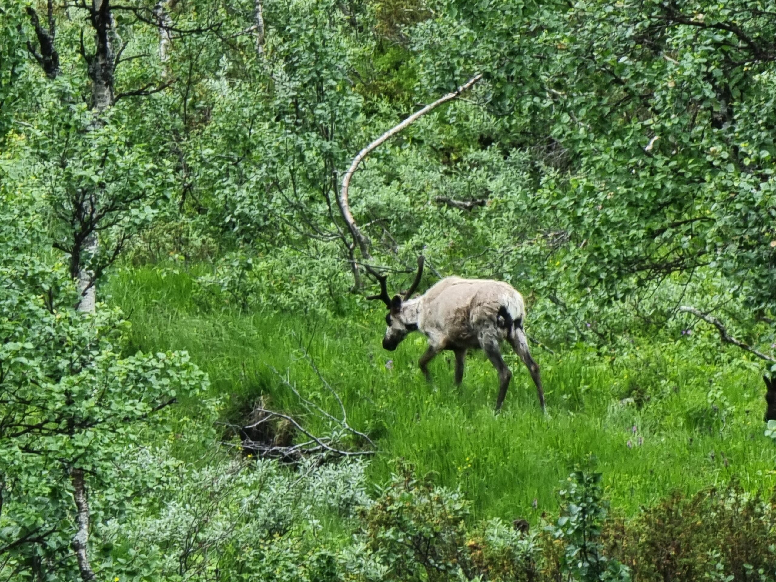 Read more about the article Day 84 – Villrein, regnbue og regn (Wild raindeer, rainbow and rain)