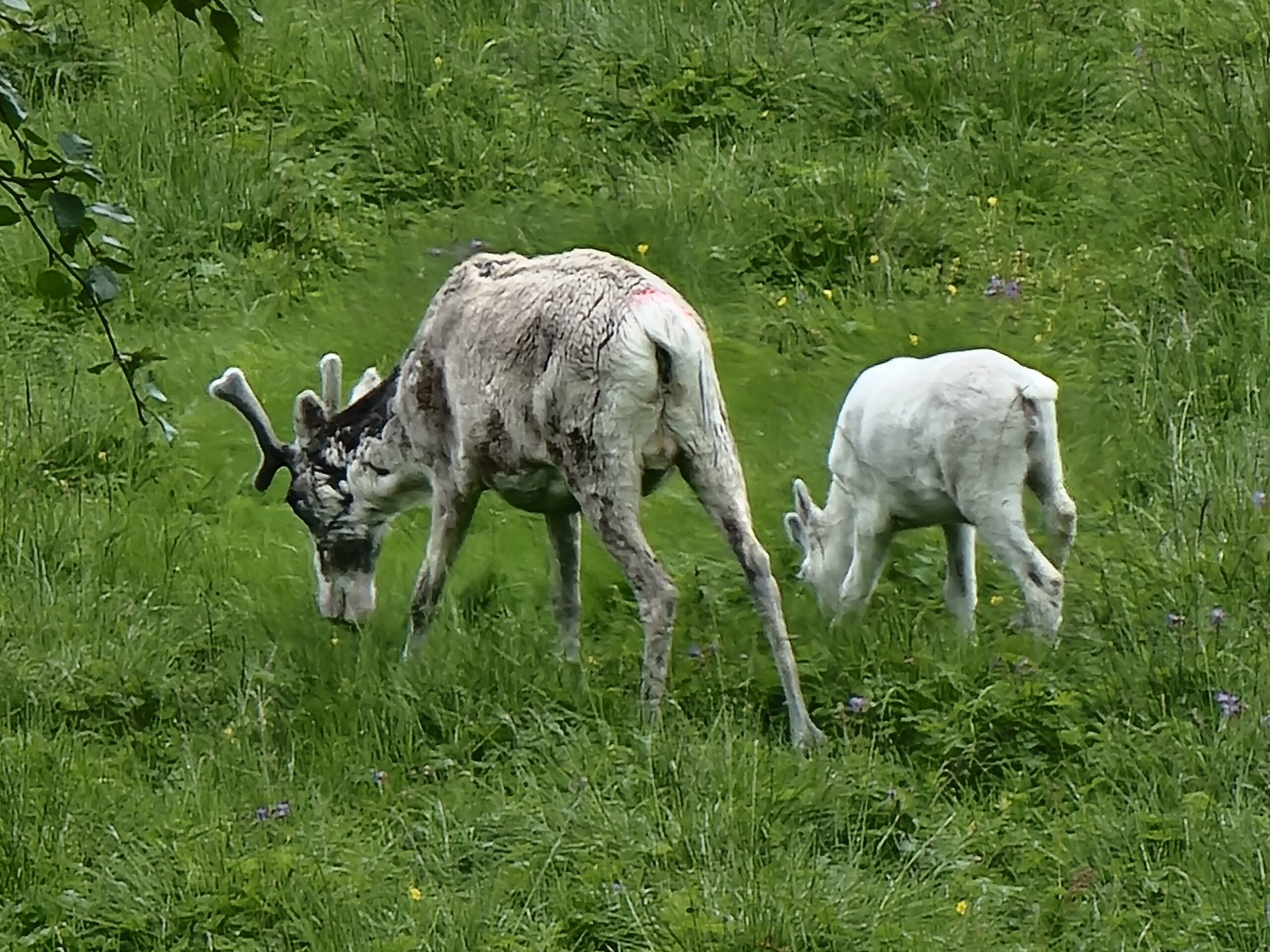 You are currently viewing Day 85 – Mer Villrein (More wild raindeer)