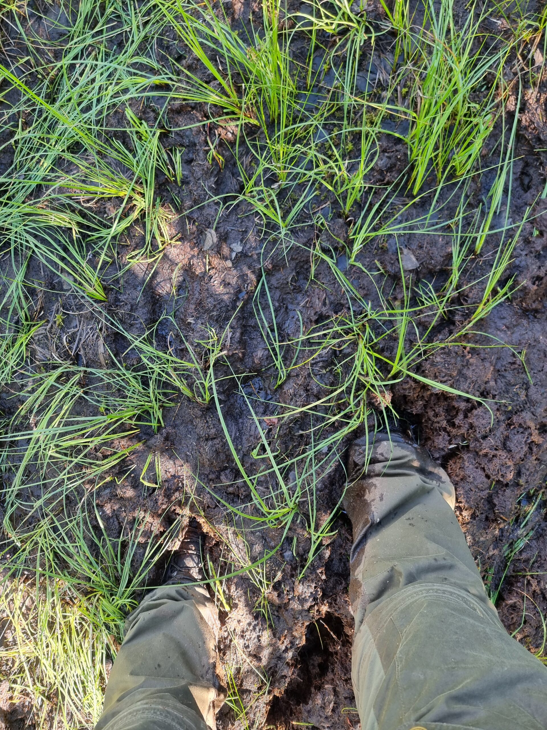 You are currently viewing Day 97 – Gjørme, gjørme og mere gjørme (Mud, mud and more mud)