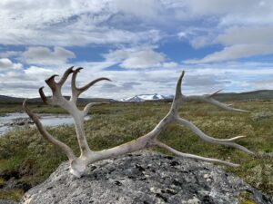 Read more about the article Day 117 – Hade bra Børgefjell (Bye bye Børgefjell)